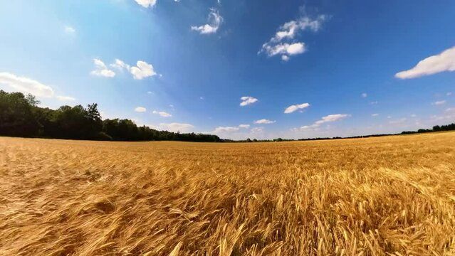 goldgelbes Getreidefeld mit blauem Himmel und leichtem Wind, Kornfeld, Landwirtschaft, Ackerbau, Weizen, Roggen, Hafer, Dinkel