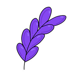 lavender flower. Floral botanical flowers. Isolated illustration elements. Vector hand drawing wildflower for background, texture, wrapper pattern, frame or border.