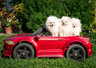 Three fluffy dogs sit in a red toy car. The breed of the dog is the Pomeranian