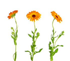 Calendula officinalis flower isolated on white or transparent background. Marigold medicinal plant, healing herb. Set of three calendula flowers with leaves and stem.