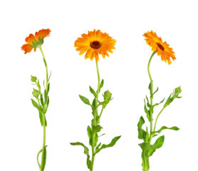 Fotobehang Calendula officinalis flower isolated on white or transparent background. Marigold medicinal plant, healing herb. Set of three calendula flowers with leaves and stem. © Olesia