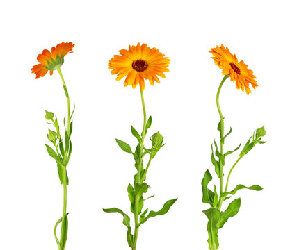 Calendula officinalis flower isolated on white or transparent background. Marigold medicinal plant, healing herb. Set of three calendula flowers with leaves and stem.