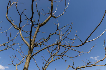 catalpa bignoniform tree in sunny weather in early spring