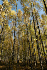 Autumn forest with a large number of birch trees