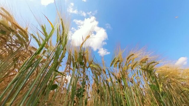 goldgelbes Getreidefeld mit blauem Himmel und leichtem Wind, Kornfeld, Landwirtschaft, Ackerbau, Weizen, Roggen, Hafer, Dinkel