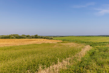 A field with cereals in the summer