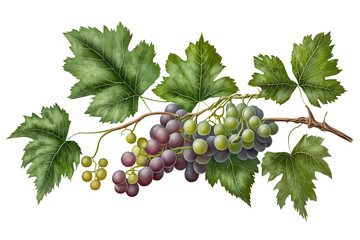 Grape bunch of green and dark grapes isolated on a white background illustration. Long grape branch - obrazy, fototapety, plakaty