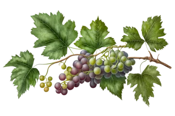 Fotobehang Grape bunch of green and dark grapes isolated on a white background illustration. Long grape branch © The Best Stocker