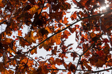 red foliage of maple trees in the spring season