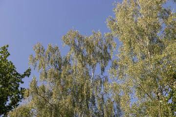 Obraz premium mixed forest with trees of different species in the summer season