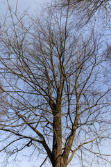 Branches of deciduous trees in the park in spring sunny weather