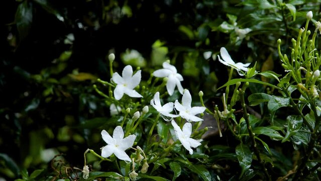 jasmine flower, rainy season, 3 clip video