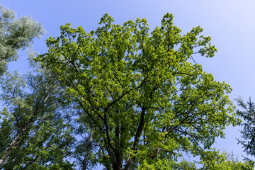 Trees in a mixed forest in summer