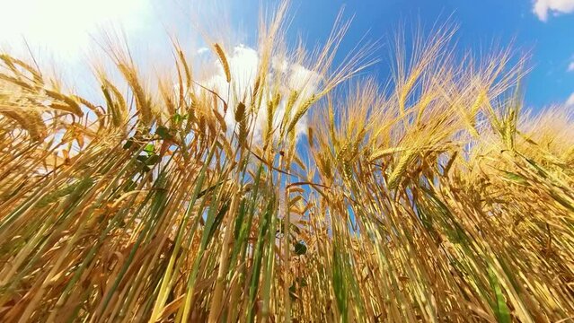 goldgelbes Getreidefeld mit blauem Himmel und leichtem Wind, Kornfeld, Landwirtschaft, Ackerbau, Weizen, Roggen, Hafer, Dinkel