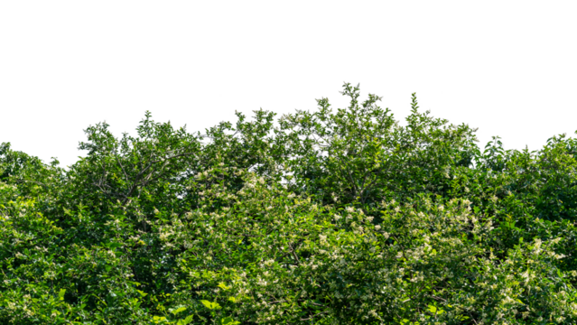 Wild privet hedge tree (Ligustrum Chinensis) isolated