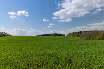 a field with green wheat sprouts in the spring season