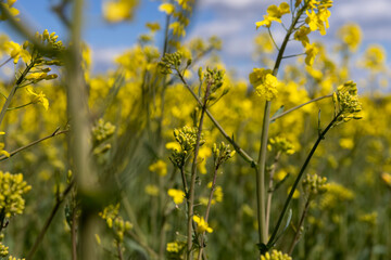 Obraz premium agricultural field with reps in sunny spring weather