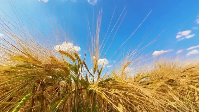 goldgelbes Getreidefeld mit blauem Himmel und leichtem Wind, Kornfeld, Landwirtschaft, Ackerbau, Weizen, Roggen, Hafer, Dinkel