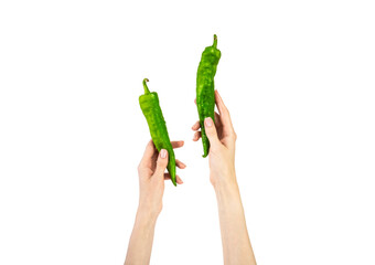 Fototapeta na wymiar Green chili pepper in female hand isolated on white background.