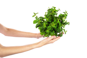 Bunch of mint leaves in female hand isolated on white background