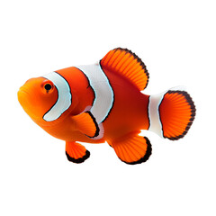 An orange and white clown fish isolated on a transparent background