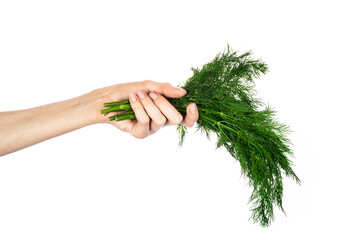 A bunch of dill in woman hand isolated on a white background.