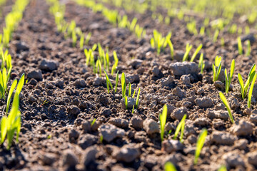 agricultural field with green signs in the spring season
