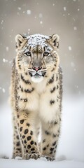 snow leopard walking in the mountains snowing 