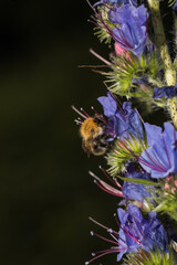 Animals and insects from Skåne Sweden
Bumblebee and Echium vulgare - 617111722