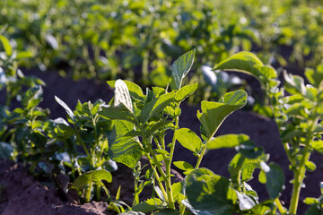 the green tops of a potato field in spring at sunset