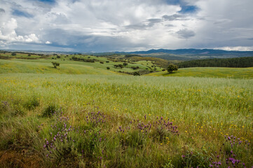 A vibrant meadow in Portugal adorned with a myriad of flowers, backed by a lush forest and rolling hills. Nature's colorful symphony on display.