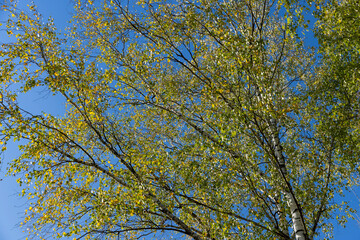 Fototapeta premium Birch forest with trees with yellow and green foliage
