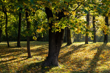 Autumn park with trees during leaf fall