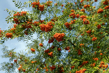 Red rowan berries in the summer