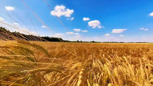 goldgelbes Getreidefeld mit blauem Himmel und leichtem Wind, Kornfeld, Landwirtschaft, Ackerbau, Weizen, Roggen, Hafer, Dinkel