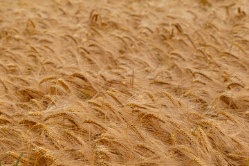 field of wheat, Agriculture wheat golden dried fields crop texture background,Background of barley ears ripening in the field