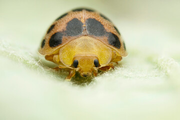 ladybird on a leaf