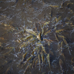 Fish greedily rush flock to food - feeding fish in a pond - fighting for prey