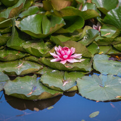 Bright large water lily flowers on the water among the leaves of the algae - white and pink petals