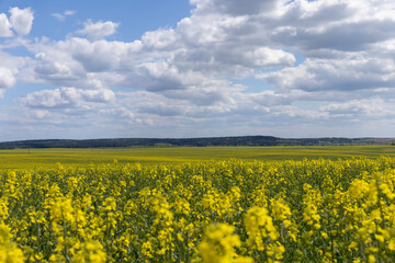 Fototapeta premium agricultural field with reps in sunny spring weather