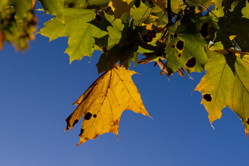 Maple tree foliage in autumn