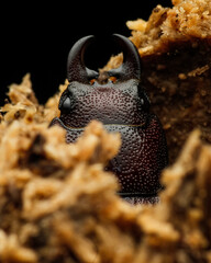 black beetle on a black background 