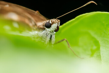 macro of a butterfly
