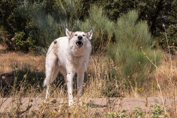 Obraz premium Arctic wolf, canis lupus arctos, aka Polar Wolf or White Wolf. Close-up portrait of this beautiful predator