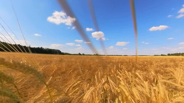 goldgelbes Getreidefeld mit blauem Himmel und leichtem Wind, Kornfeld, Landwirtschaft, Ackerbau, Weizen, Roggen, Hafer, Dinkel
