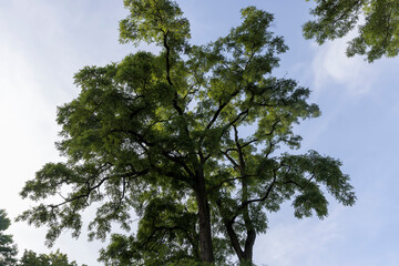 Different trees growing together in the forest