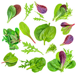 Salad leaves mix with Spinach leaf With ruccola, radicho   isolated on white background. Salad...