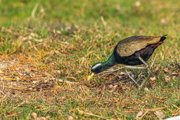 A bronze wings jacana searching for food