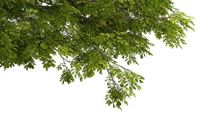 Large tree branches and foliage leaves on top border 3d render png