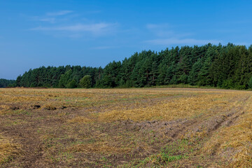 Obraz premium A field with cereals in the summer